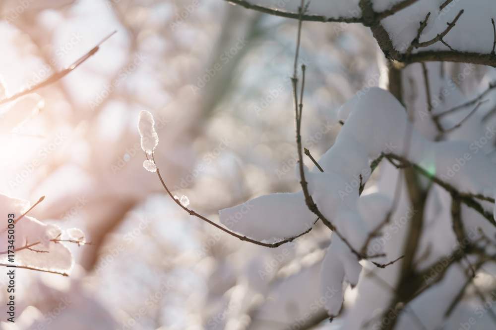 bush branches covered with snow in morning sunlight bush branches covered with snow in morning sunlight