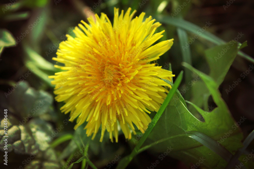 dandelion dandelion