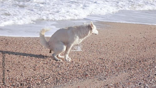 On beach dog defecates
