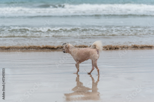 Dog running happy fun on beach when travel at sea