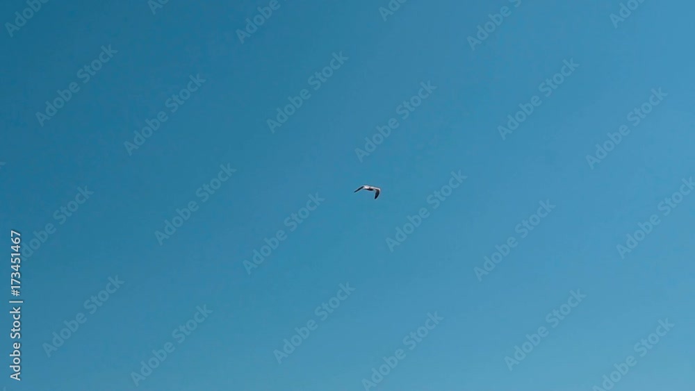 A seagull flies over the Adriatic Sea against a blue sky background A seagull flies over the Adriatic Sea against a blue sky background