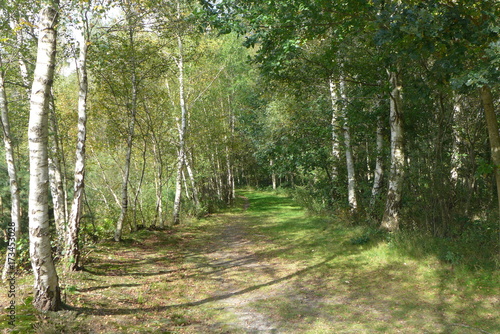 Waldweg am Badesee im September
