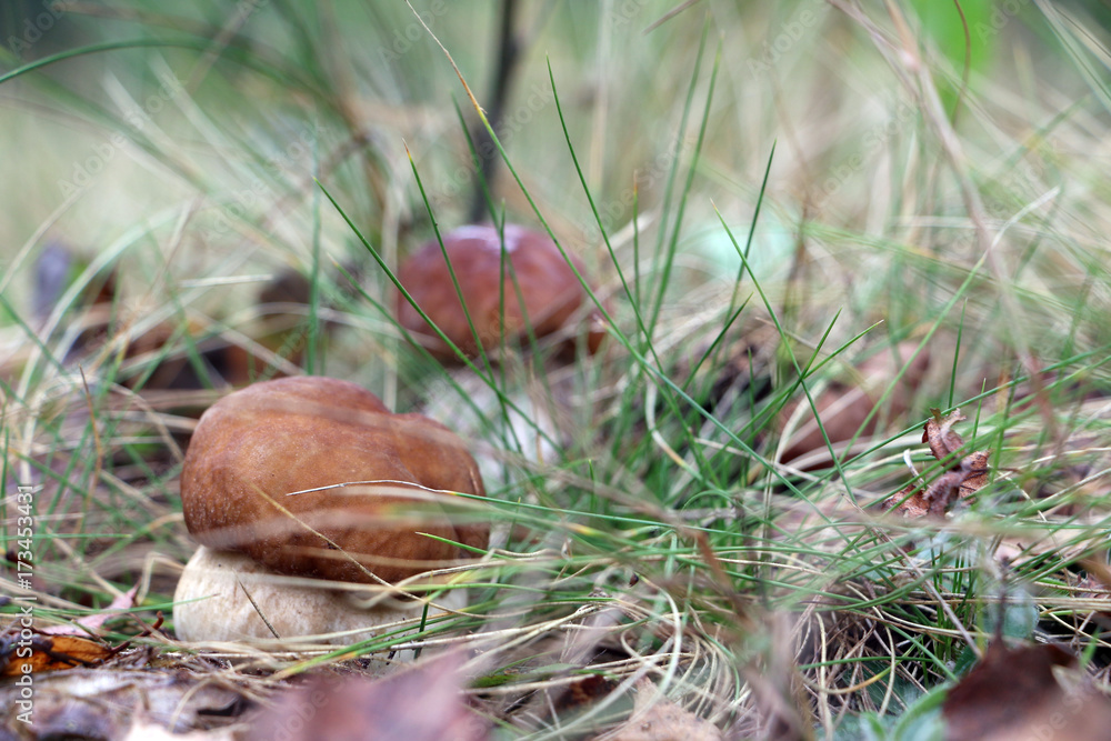 Two white fungus grows in grass Two white fungus grows in grass