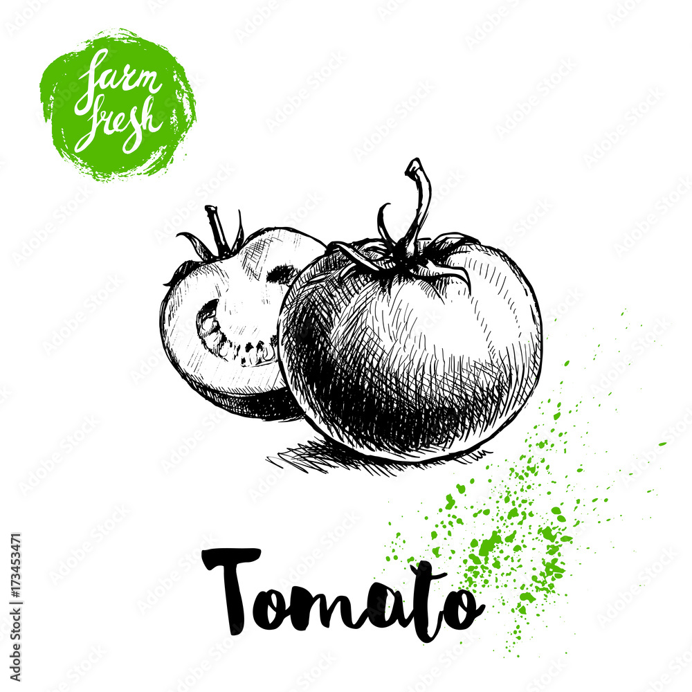 Hand drawn sketch style whole tomatos whole and half sliced. Eco food ...