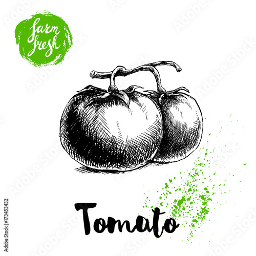 Hand drawn sketch style whole tomatos branch. Eco food vector illustration poster. Farm fresh food.