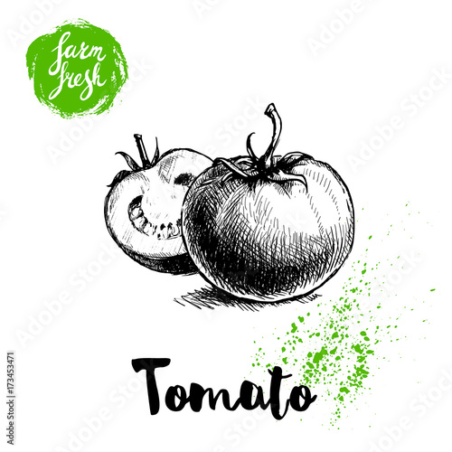 Hand drawn sketch style whole tomatos whole and half sliced. Eco food vector illustration poster. Farm fresh food.