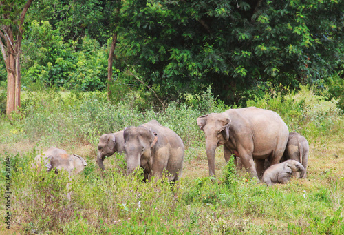 Asian elephant family in the wild. Cluster of asian elephants in Thailand.