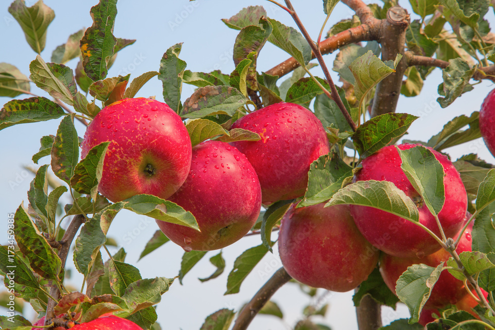 Obraz premium Apple garden