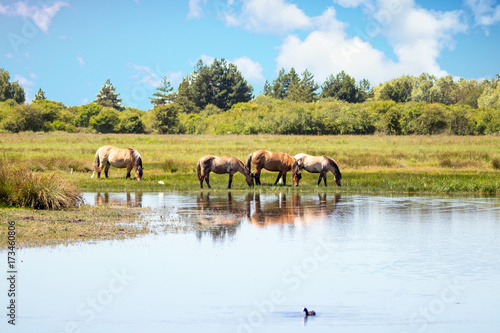 Fototapeta Naklejka Na Ścianę i Meble -  Chevaux Henson dans la prairie, Baie de Somme, Le Marquenterre, Hauts de France, France 