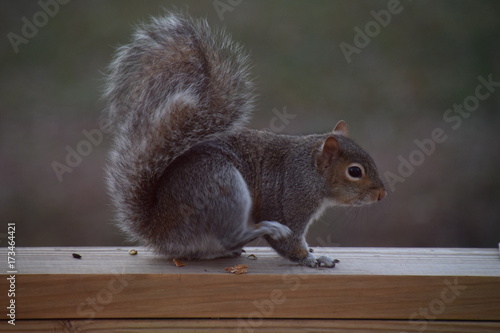 Squirrel on a Deck