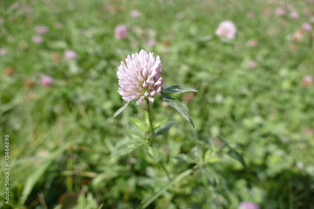 detail of pink clover in the grass detail of pink clover in the grass