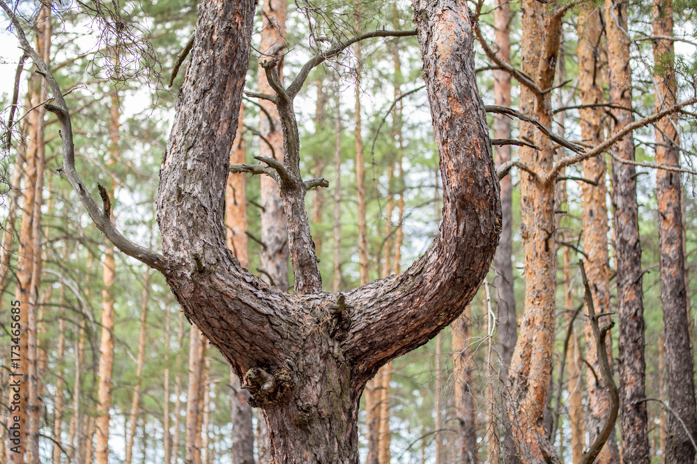 Old crooked pine tree in a coniferous forest  after beeing cut grew up into a three tree trunks
