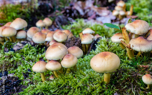 Pilze im Wald - evtl. Schwefelköpfe Hypholoma