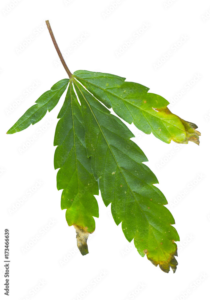 Fototapeta premium Cannabis leaf, marijuana isolated over white background