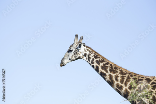giraffe  © romaen
