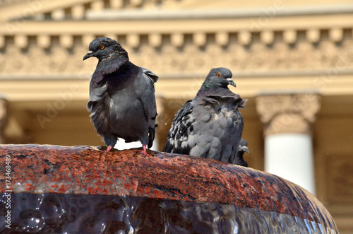 two pigeons in the fountain in front of Bolshoi theatre in Moscow