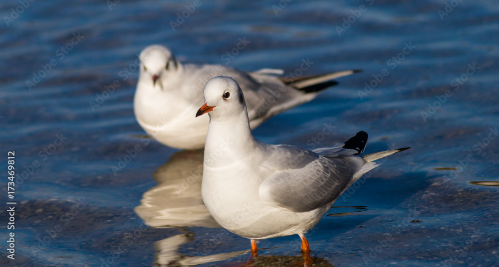 Nahaufnahme von zwei Möwen in einem See Nahaufnahme von zwei Möwen in einem See