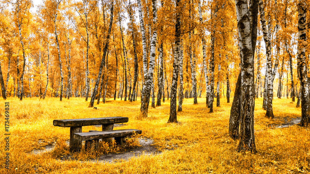 Birch grove with a bench and table on sunny autumn day, landscape Birch grove with a bench and table on sunny autumn day, landscape