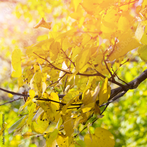 Red and Orange Autumn Leaves Background