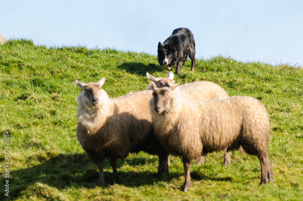 Collie sheepdog rounding up a small number of sheep