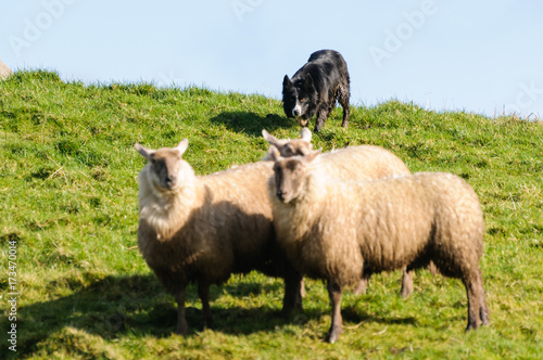Fototapeta Naklejka Na Ścianę i Meble -  Collie sheepdog rounding up a small number of sheep