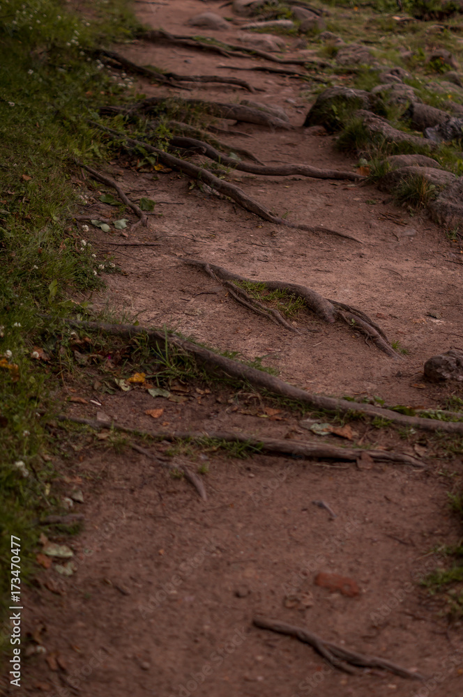 Roots on a forest path. Root covered pathway Roots on a forest path. Root covered pathway