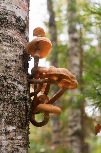 honey agaric photo