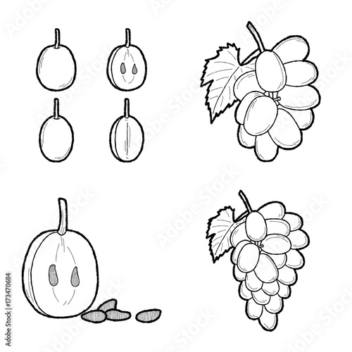 Grape Vector Illustration Hand Drawn Fruit Cartoon Art