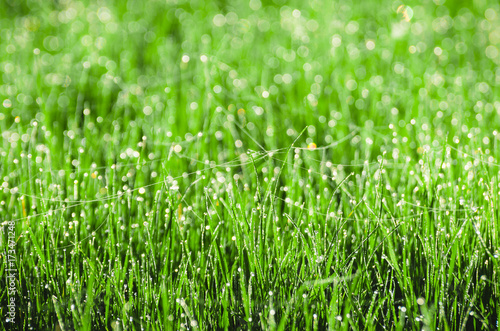 Dew on the grass with spiderweb. Beautiful natural spring blurred background. Morning in the grass.