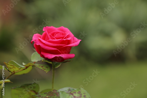 Wallpaper Mural pink rose in a garden Torontodigital.ca