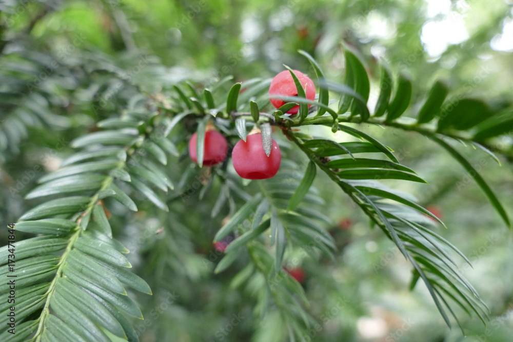 red fruit on a yew tree