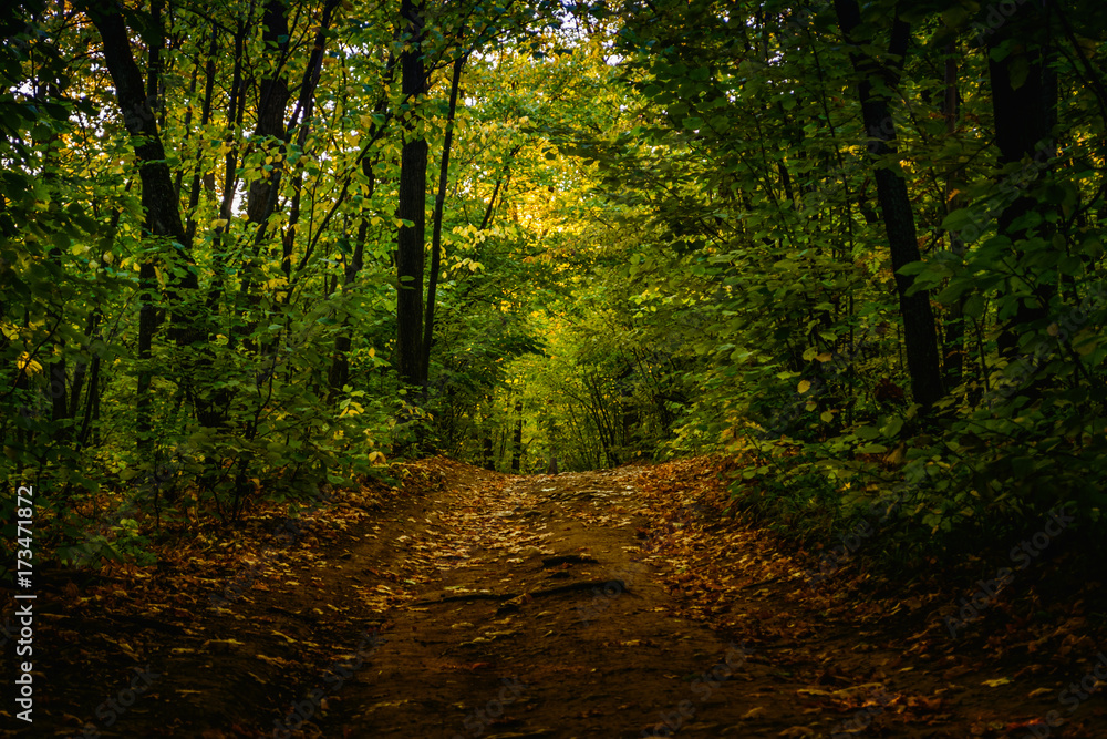 gravel road with foliage in dark autumn forest in the evening gravel road with foliage in dark autumn forest in the evening