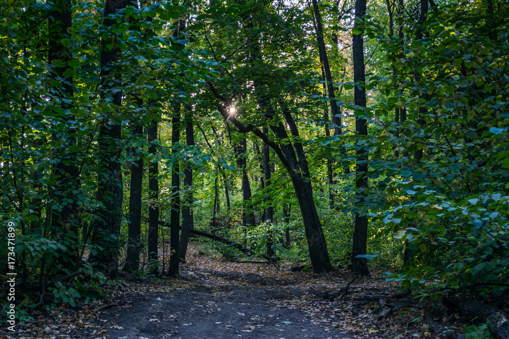 Fototapeta premium gravel road with foliage in dark autumn forest in the evening