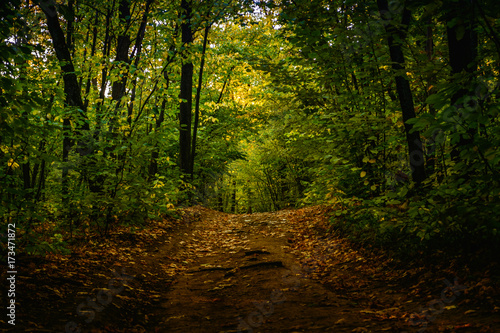 gravel road with foliage in dark autumn forest in the evening