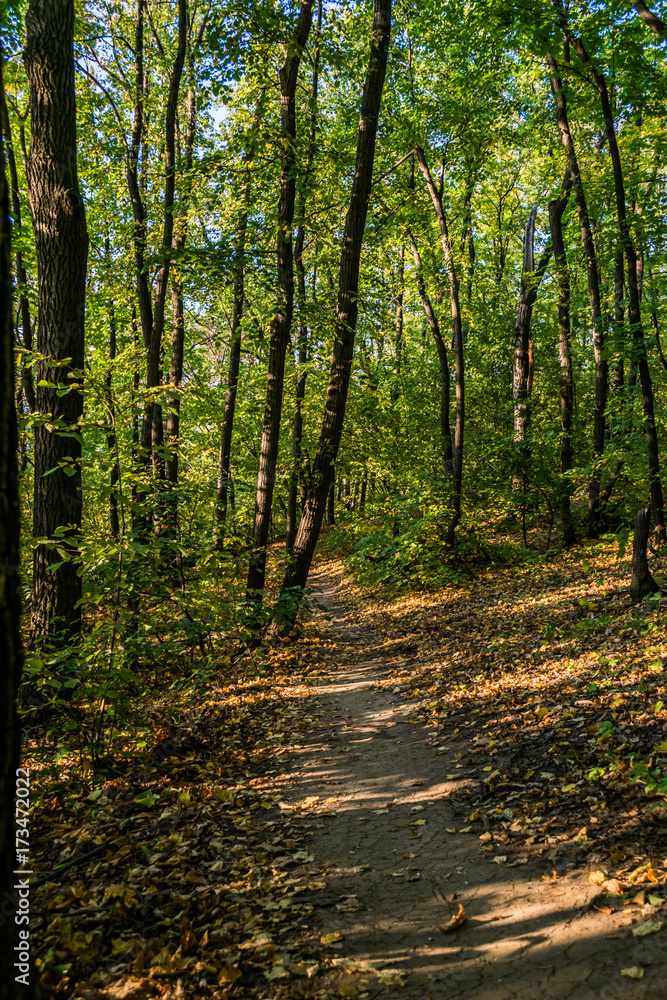 Obraz premium pathway in autumn forest 