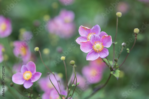 Anenome flower