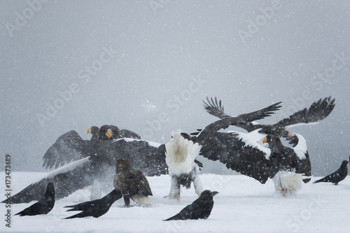 Riesenseeadler im Schneetreiben photo