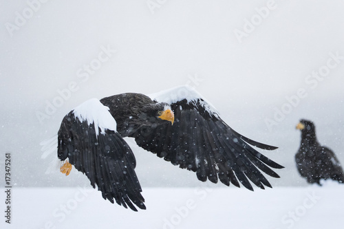 Riesenseeadler fliegt im Schneetreiben