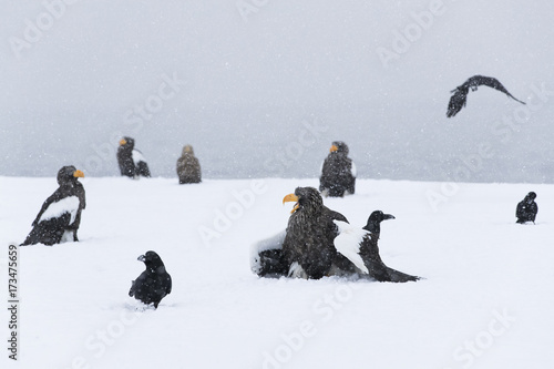 Riesenseeadler beim Fressen von Fisch