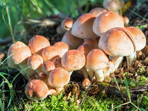 group of forest mushrooms, early honey agaric on a Sunny day