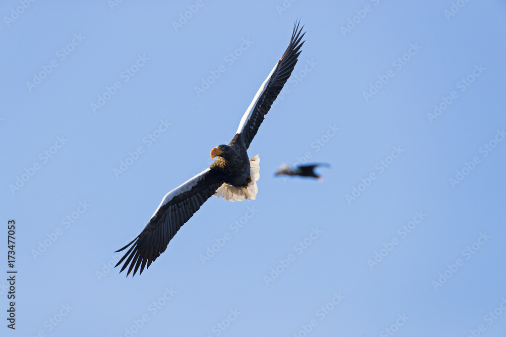 Riesenseeadler im Flug