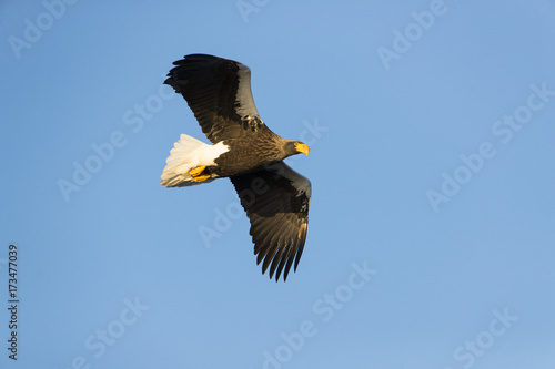 Riesenseeadler im Flug photo