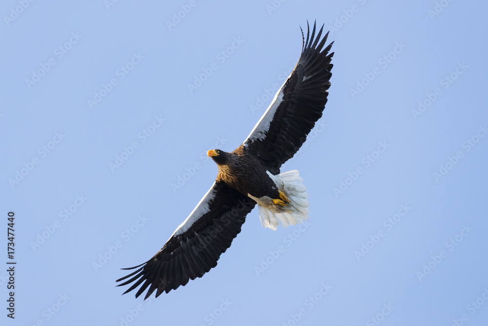 Riesenseeadler im Flug