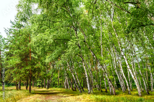 Birch grove with a road on sunny summer day, summertime landscape