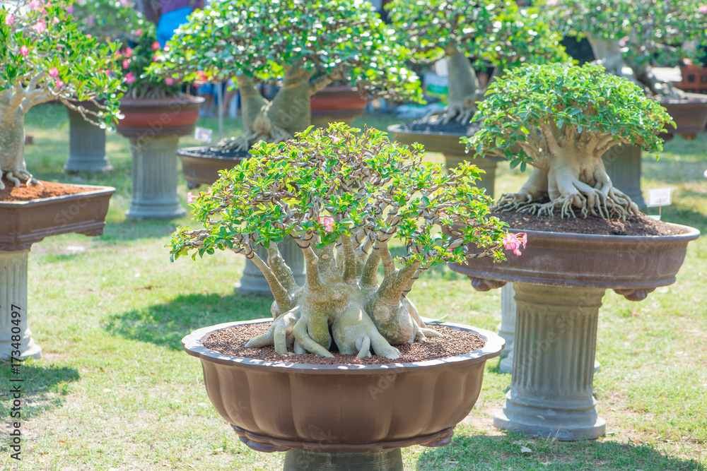 Style Bonsai De L'arbre D'Adenium Ou Du Désert Rose Dans Un Pot De Fleurs  Banque D'Images et Photos Libres De Droits. Image 86567446