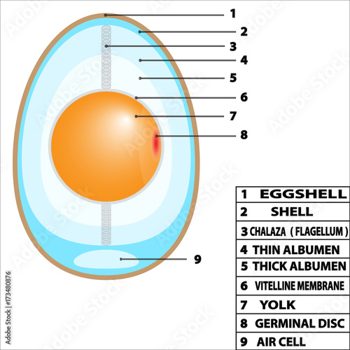 egg structure diagram