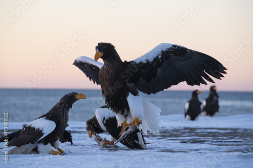 Riesenseeadler beim Kampf um Fisch photo