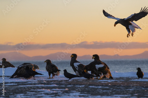 Riesenseeadler beim Kampf um Fisch photo