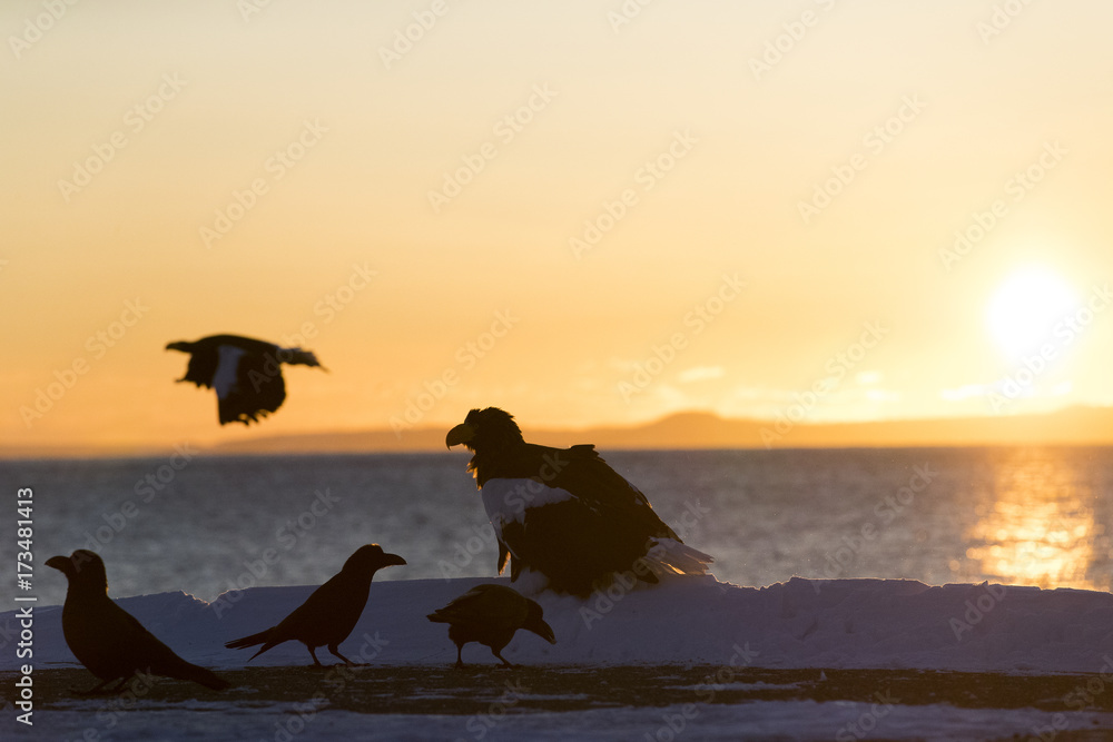 Obraz premium Riesenseeadler bei Sonnenaufgang