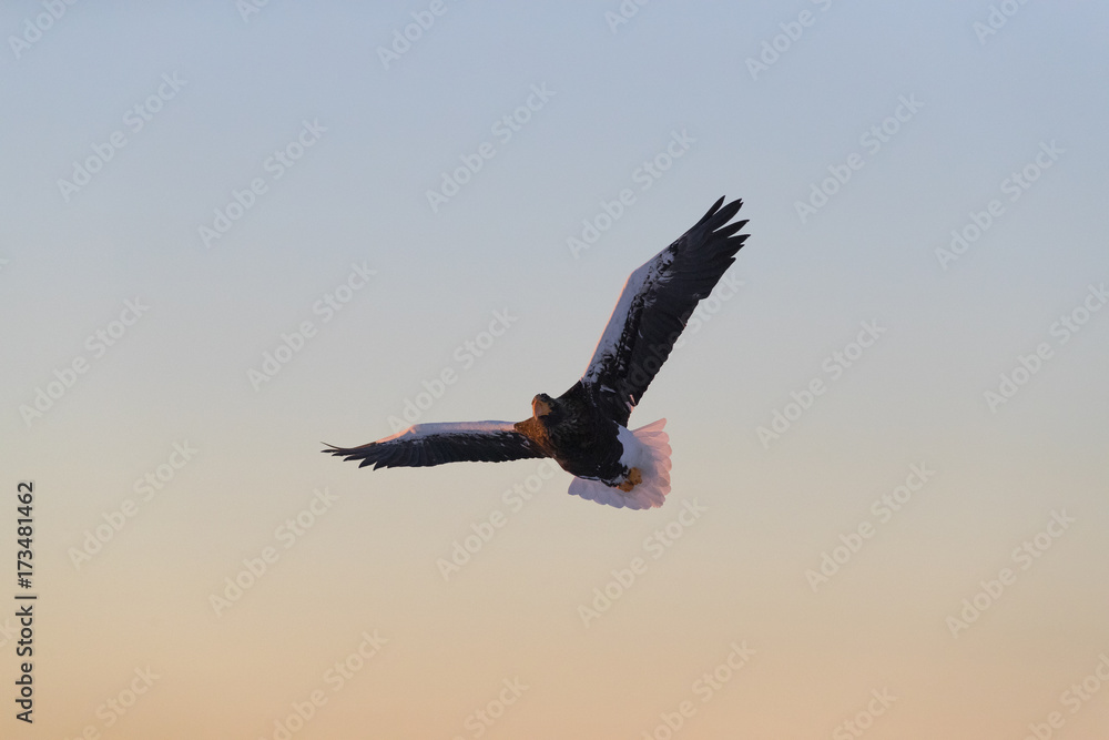 Obraz premium Riesenseeadler im Flug